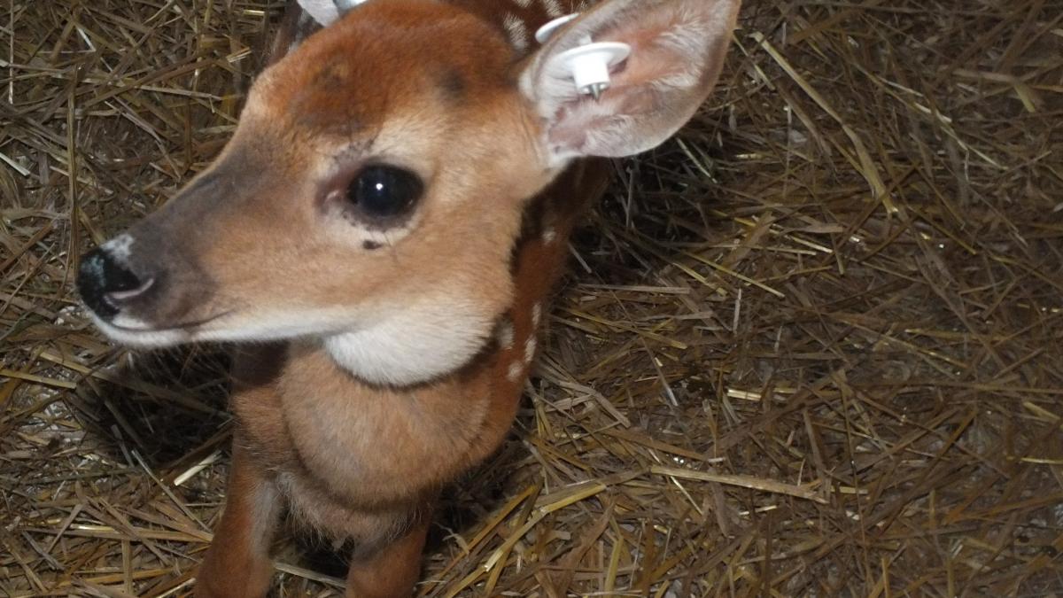 Lumpy jaw or swollen gland | Deer & Cervid Farming Forum