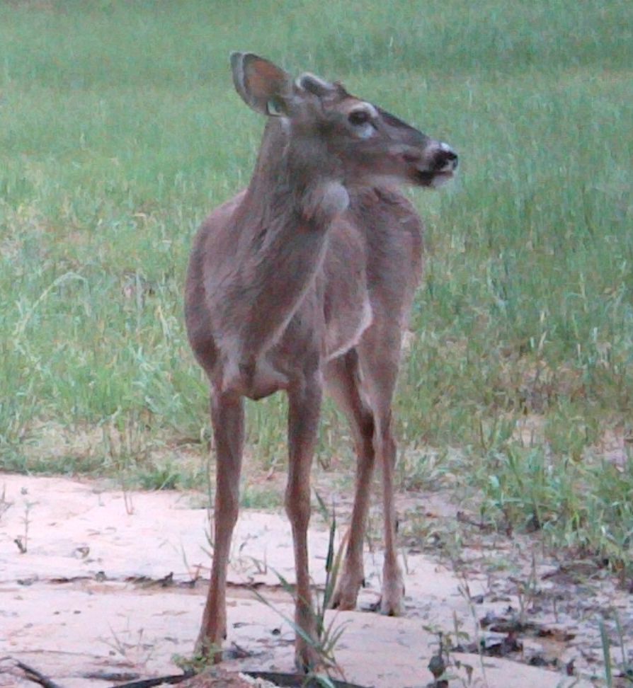 lump in throat | Deer & Cervid Farming Forum