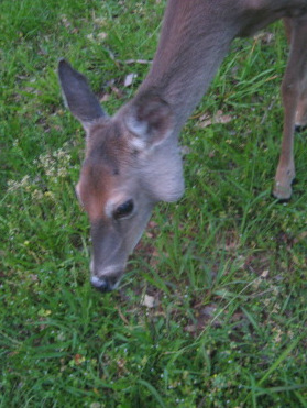 Small deer with a big lump | Deer & Cervid Farming Forum