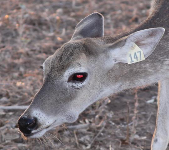 Help with DX: Lump on jaw | Deer & Cervid Farming Forum